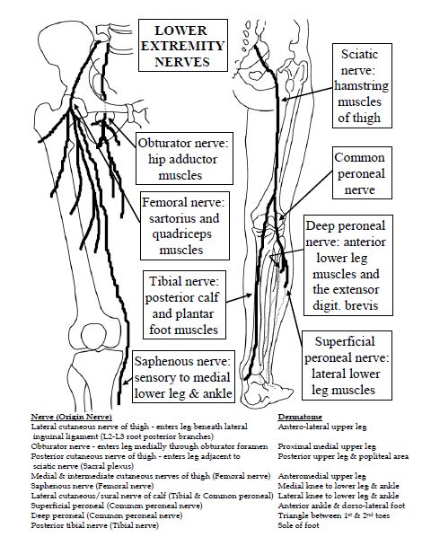 Orthopedic Anatomy for Primary Care (in Print) – Mark Brancel Medical ...